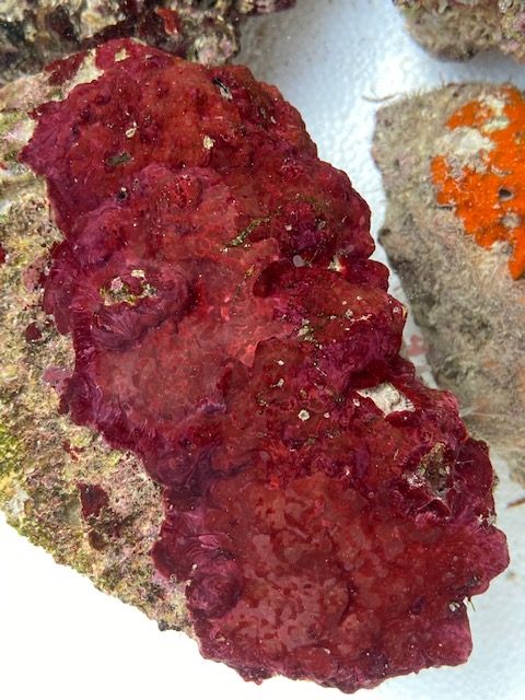 Coralline - Gulf of Mexico Rhodoliths