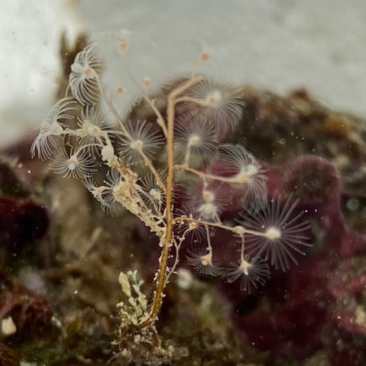 Hydroids