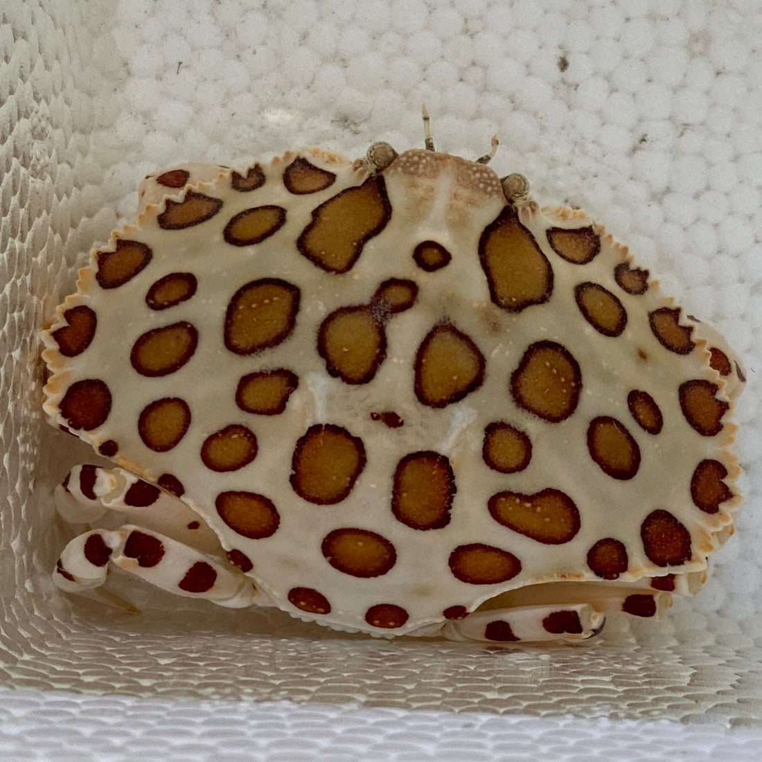 Calico Box Crab - Hepatus epheliticus