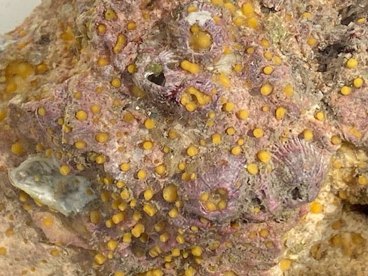 Yellow Excavating Sponge - Siphonodictyon brevitubulatum