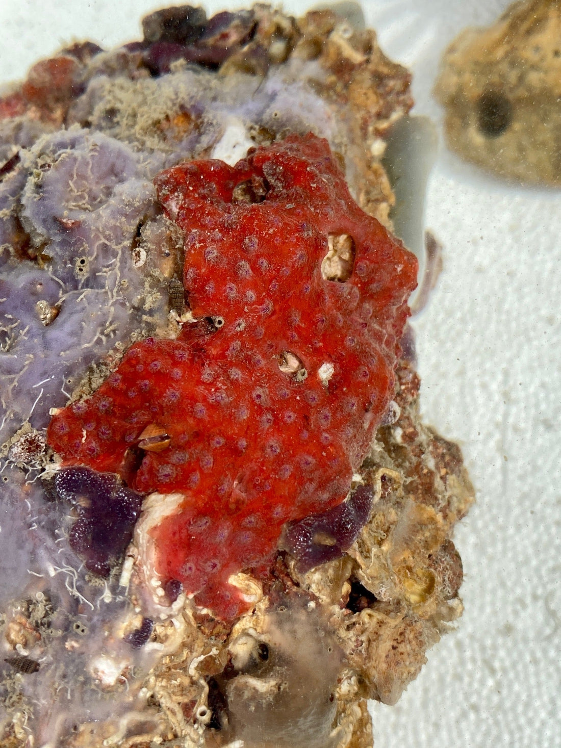 Red & Purple tunicates - tbd