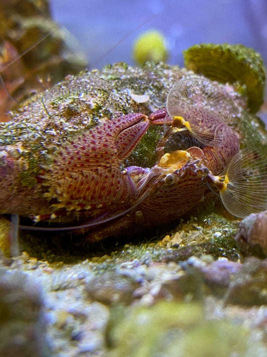 Porcelain Crab - Petrolisthes caribensis / galathinus