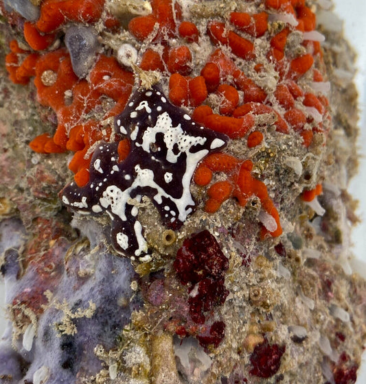 Black and white tunicates - tbd