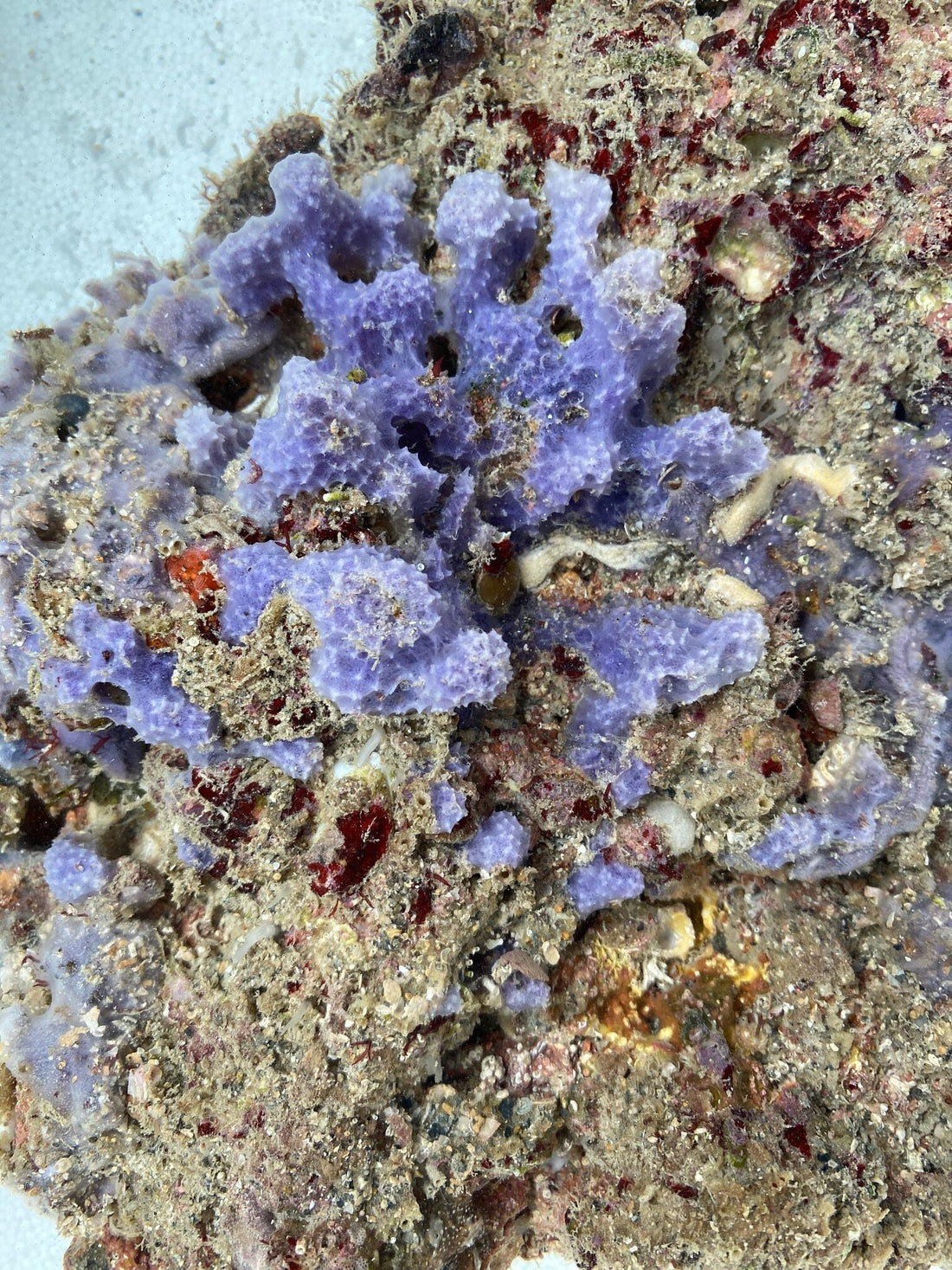 Lavendar Sponge - Dysidea fragilis