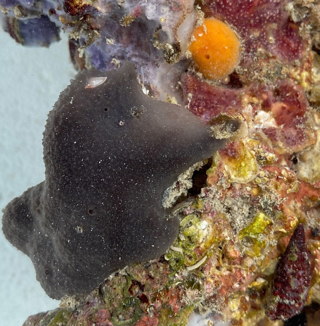 Black Condominium Tunicate - Aplidium sp