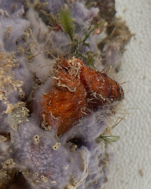 Red Sea Squirts - Polycarpa circumarata