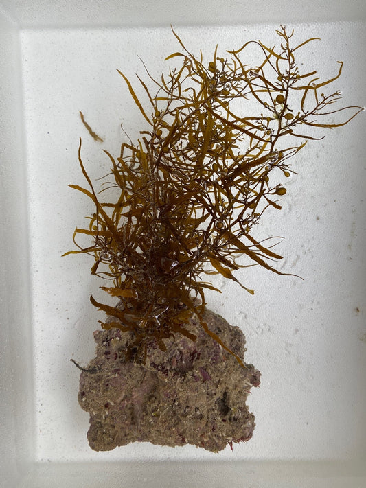 Brown Macro - Sargassum Hystrix Sp