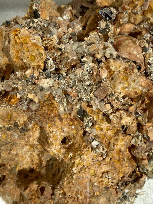 Decorator Worm - Diopatra cuprea