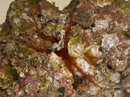 Colorful Brittlestar - Ophiothrix agulata