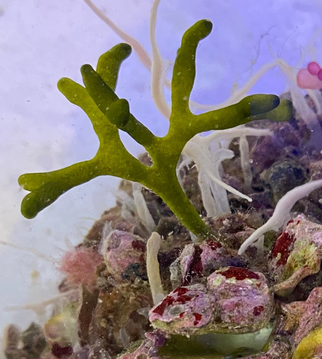 Macroalgae Dead Man's Finger - Codium