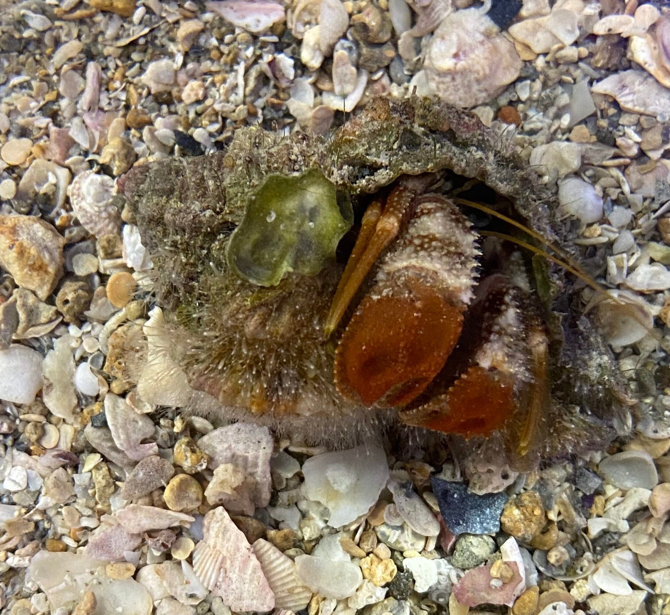 Reef Safe Hitchhikers – Page 2 – Tampa Bay Saltwater