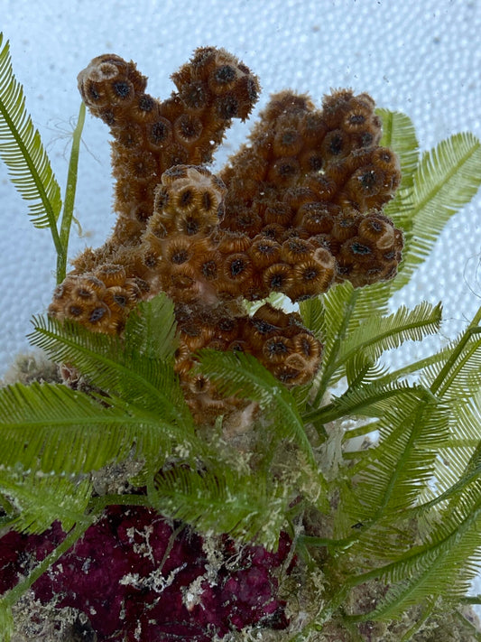 Coral - Oculina robusta