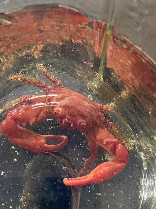Ruby Clinging Crab - Mithraculus forceps