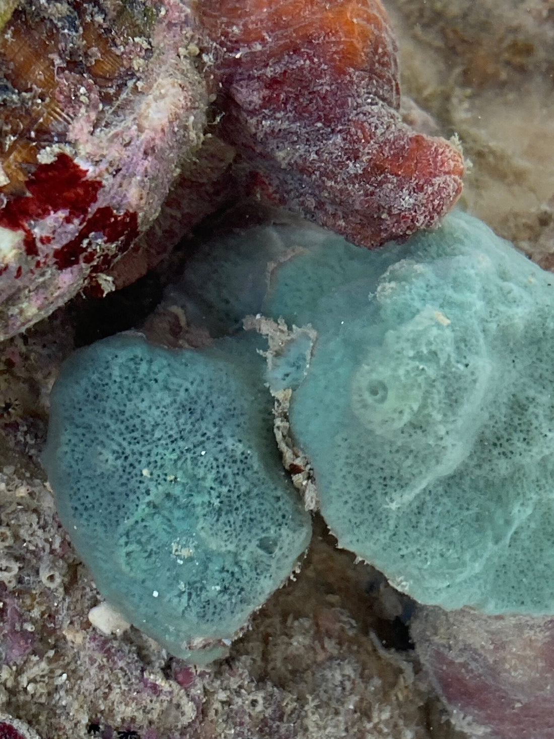 Aqua blue sponge - tbd