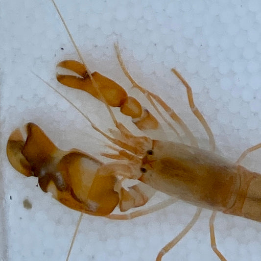 Pistol Shrimp - Alpheus heterochaelis