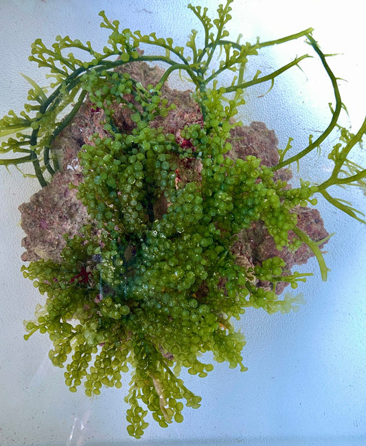 Caulerpa Racemosa - Peltata