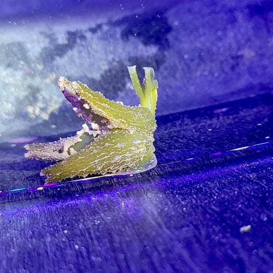Sacoglossan Slug -Elysia sp. (undescribed), maybe papillosa or sp. A (undescribed)