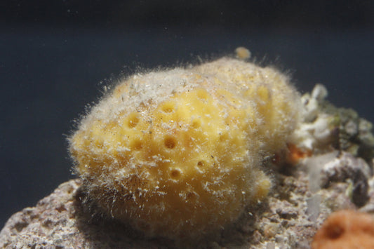 Yellow Ball Sponges - Cinachyrella alloclada