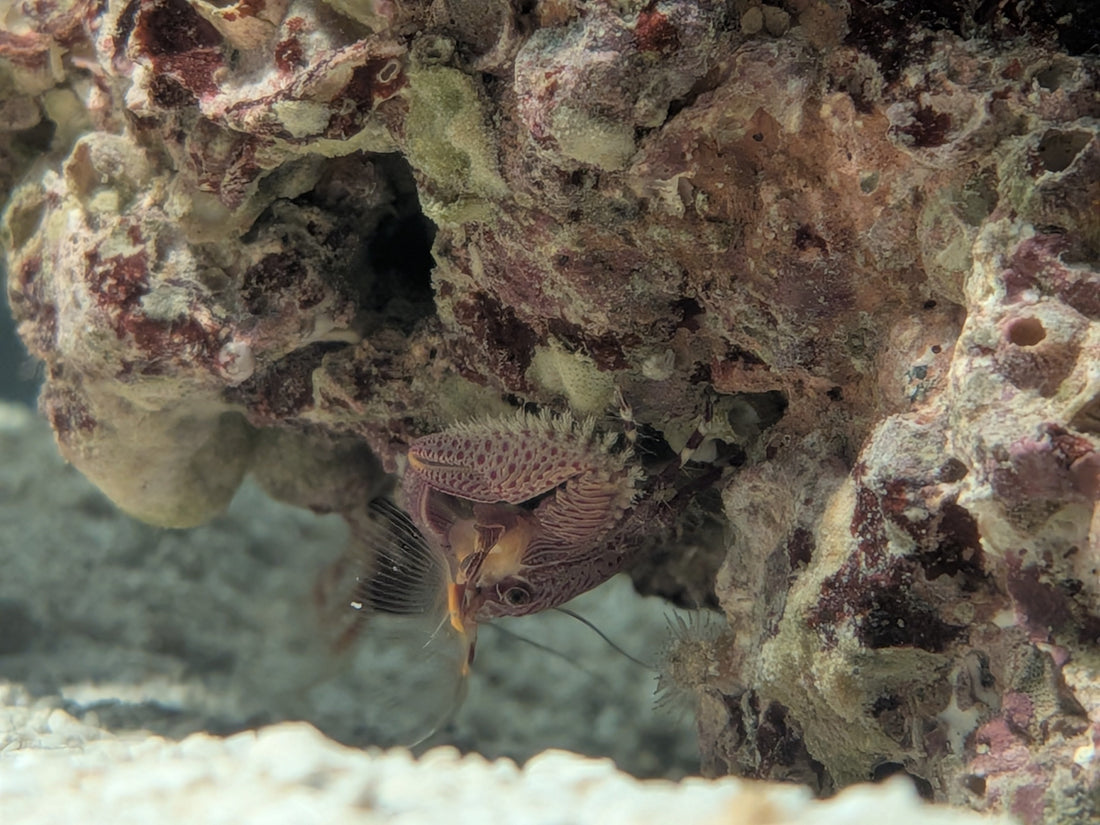 Porcelain Crab - Petrolisthes caribensis / galathinus