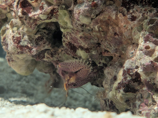 Porcelain Crab - Petrolisthes caribensis / galathinus