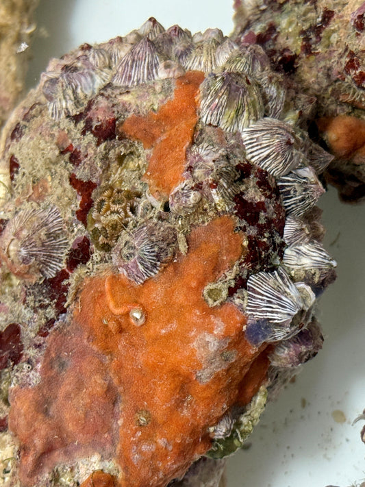 Orange Bryozoa - possibly cheilostomatida