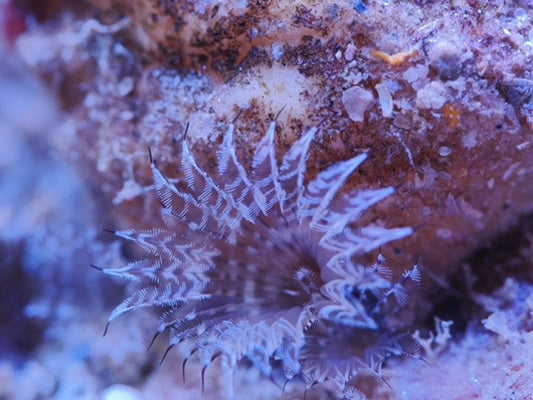 tbd Feather Duster Worm