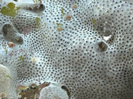 White encrusting Sponge - tbd