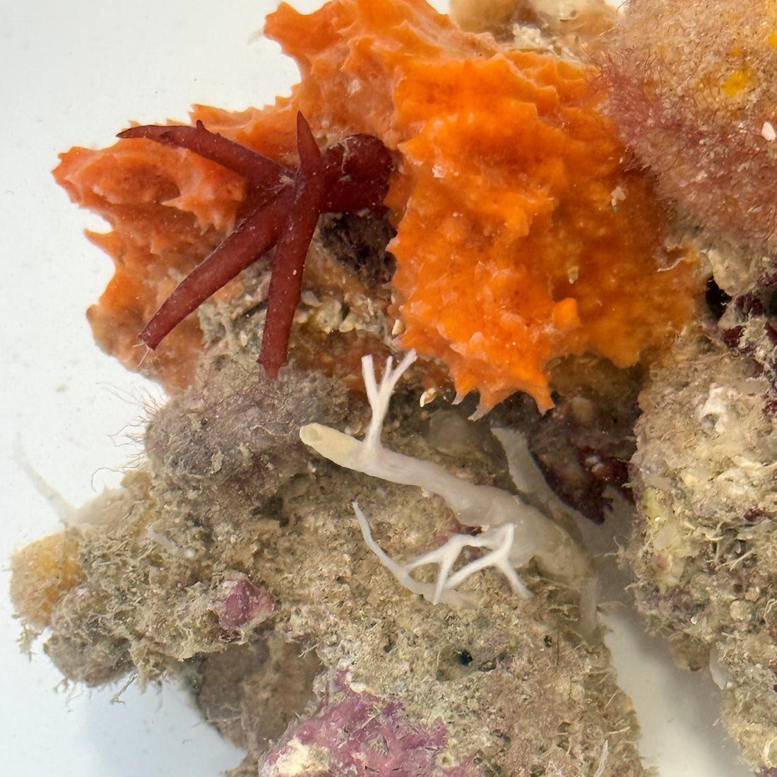 Orange Lumpy Sponge - Scopalina ruetzleri