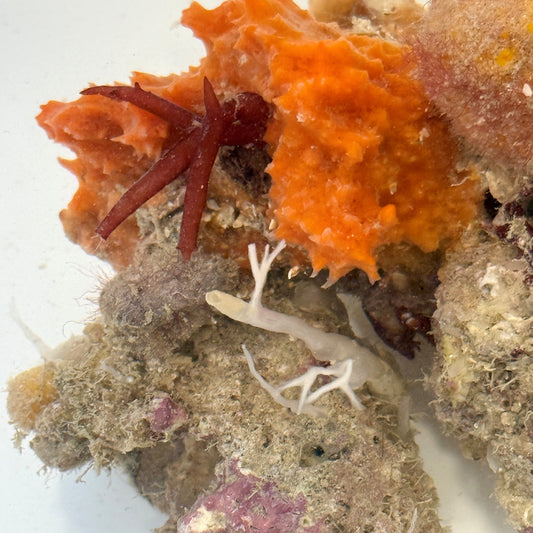 Orange Lumpy Sponge - Scopalina ruetzleri