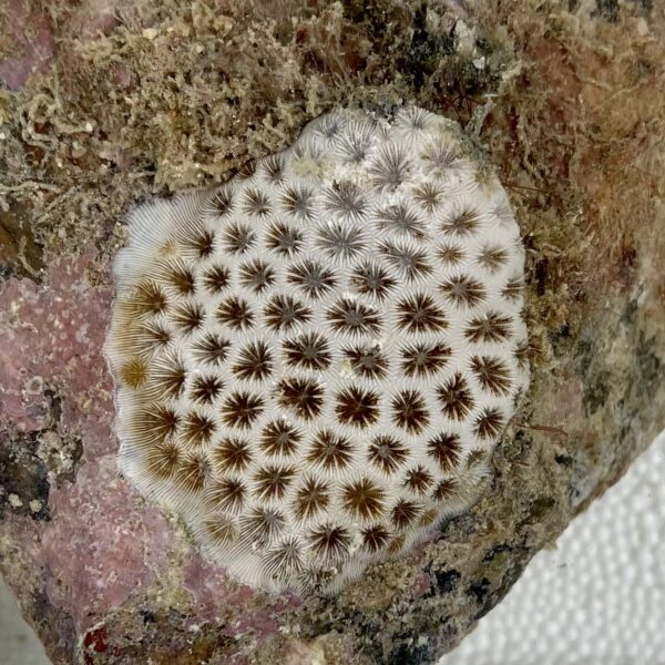 Starlet Coral – Siderastrea radians