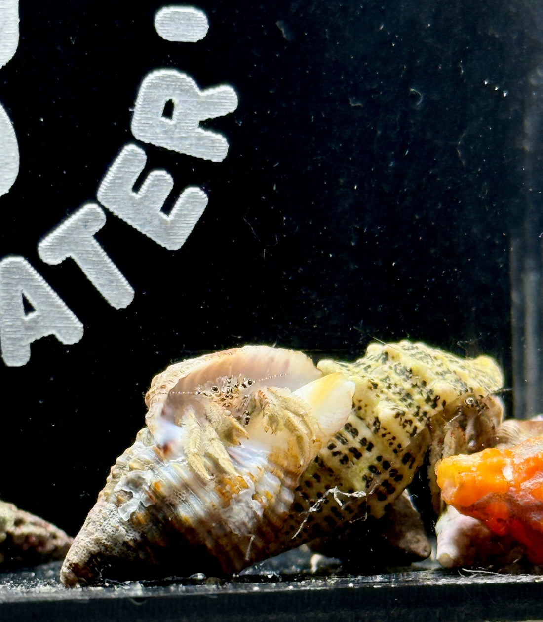 Banded Eye Hermit - Paguristes tortugae