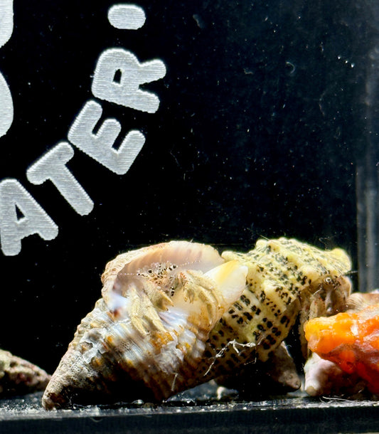 Banded Eye Hermit - Paguristes tortugae