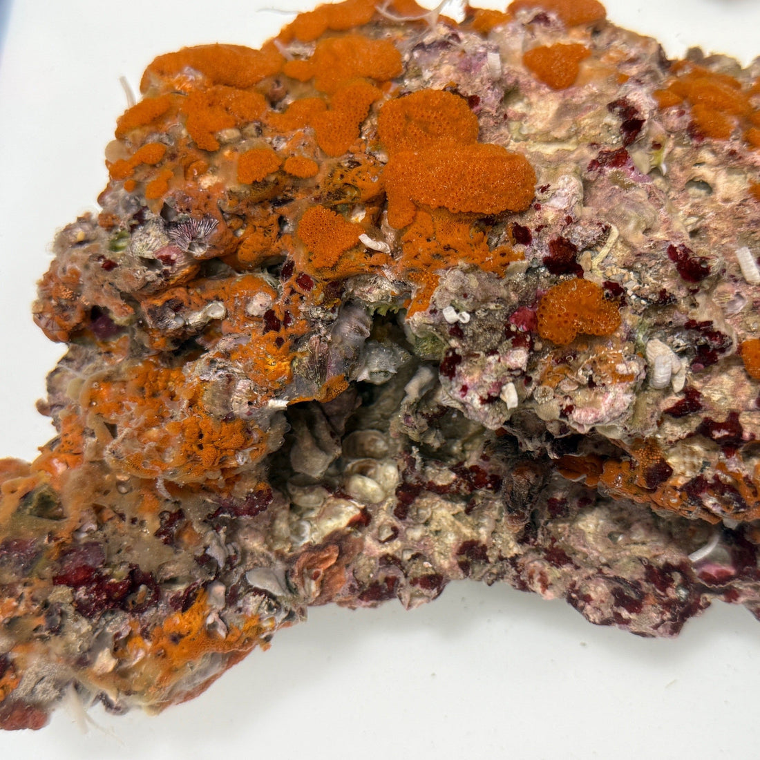 Orange tunicates - Botrylloides sp