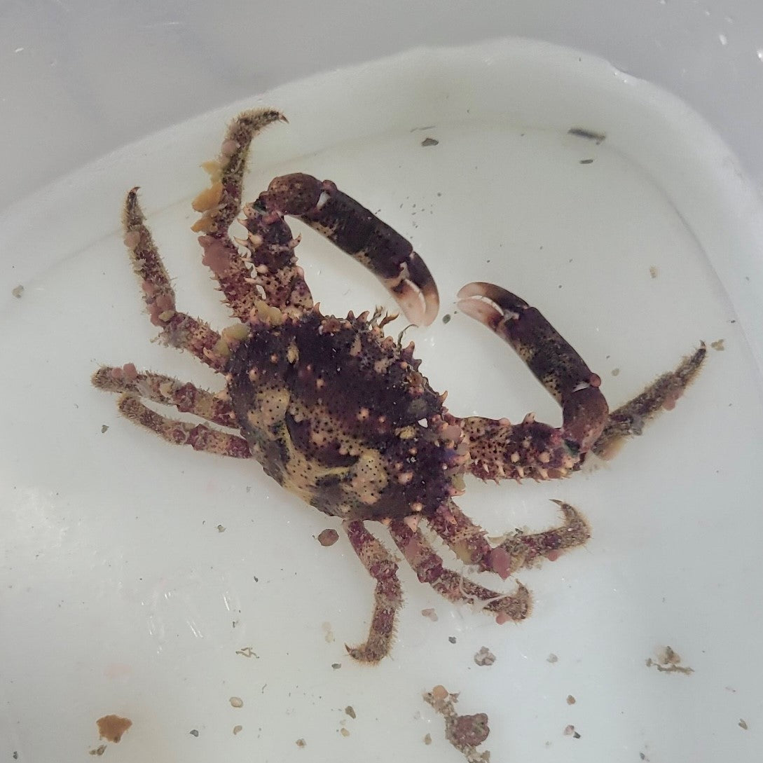 tbd crab