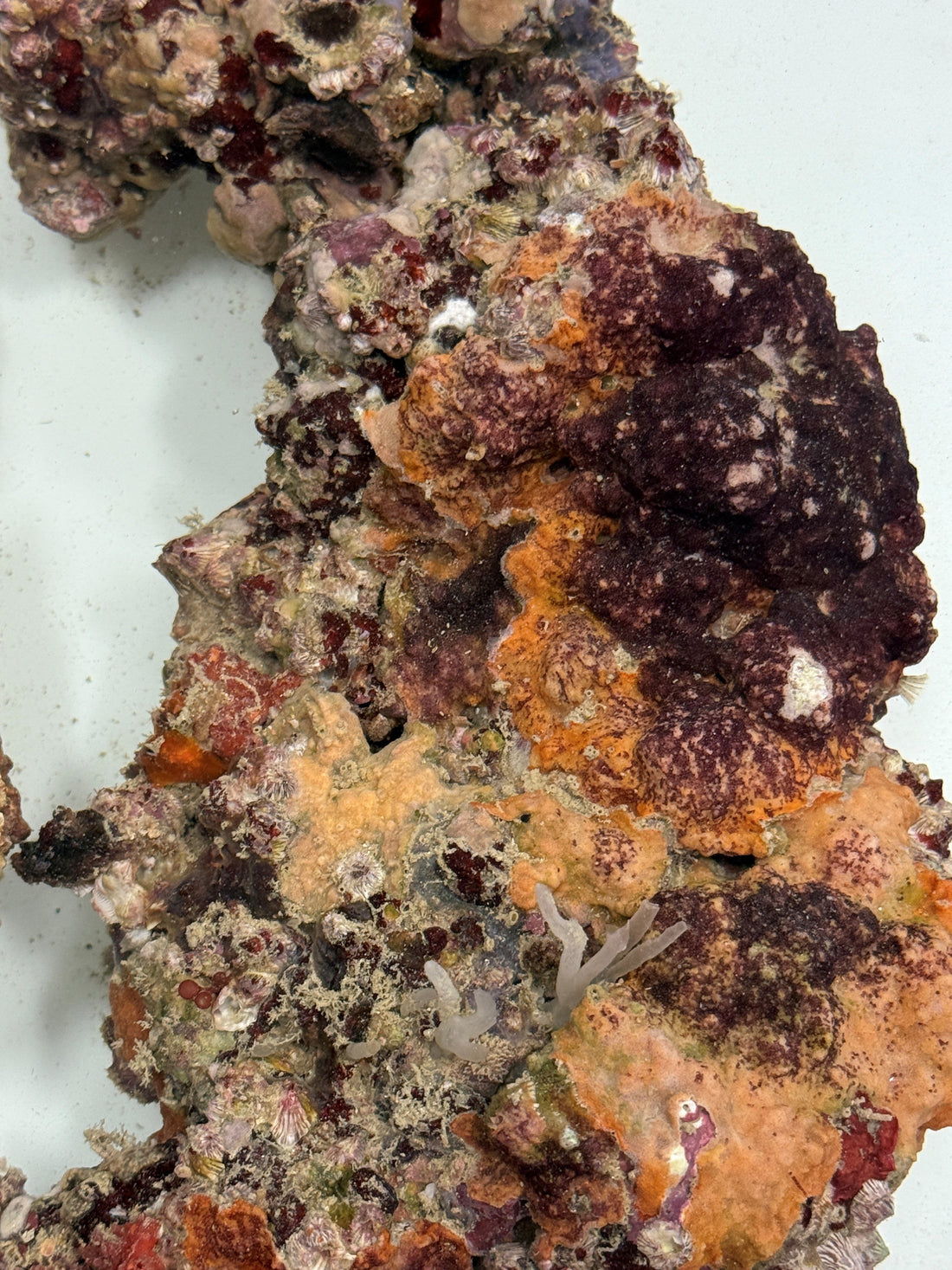 Calcified Coralline?  Sponge? Bryozoa?  tbd