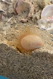 White flame scallop - similar to C. Scaber (formerly Lima scabra)