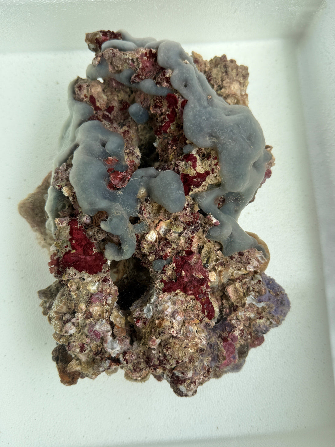 Blue Condominium Tunicate - Aplidium sp