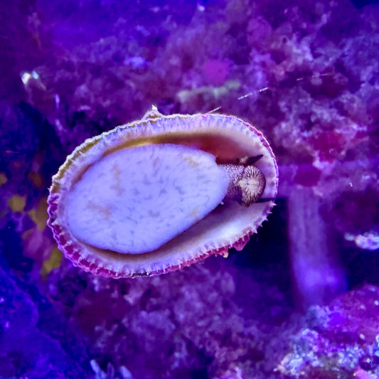 Limpet - Assorted species Diodora