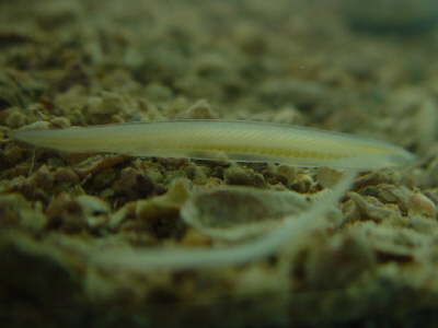 Colorful Lancelets Lancelets - Amphioxus, Branchiostoma floridae – Tampa Bay Saltwater