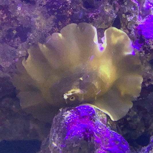 Fleshy Limpet - Fissurellidae Lucapina