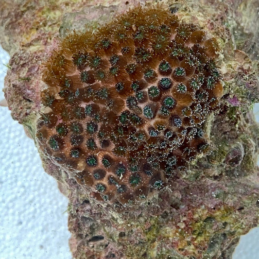 Smooth Star Coral - Solenastrea