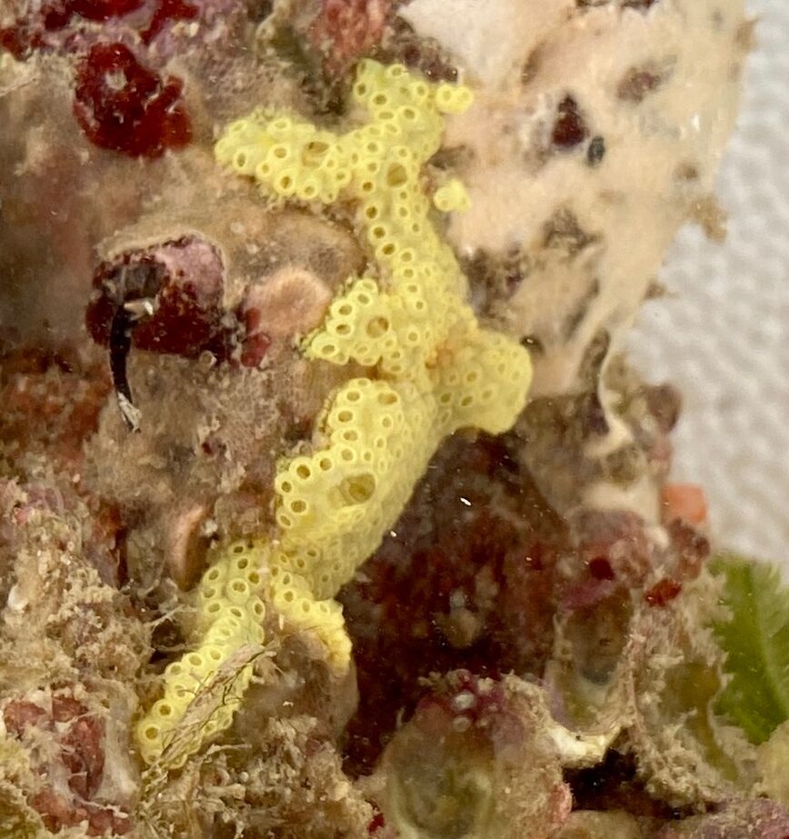 Pale yellow tunicates - Botrylloides sp.