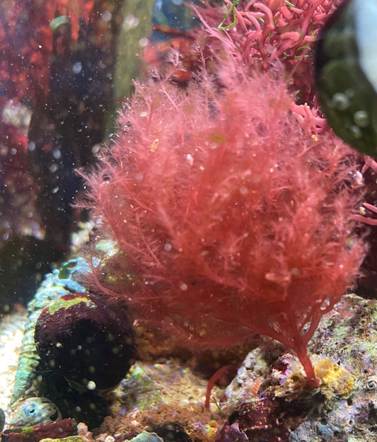 Fine Feathery Red Macro - Wrightiella blodgetti