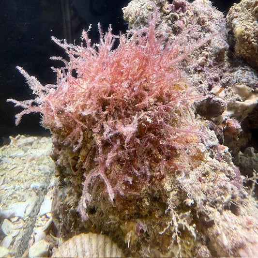 Pink Macro - Galaxaura