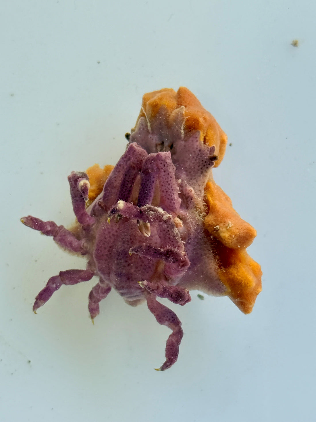 Decorator Crabs - Macrocoeloma trispinosum