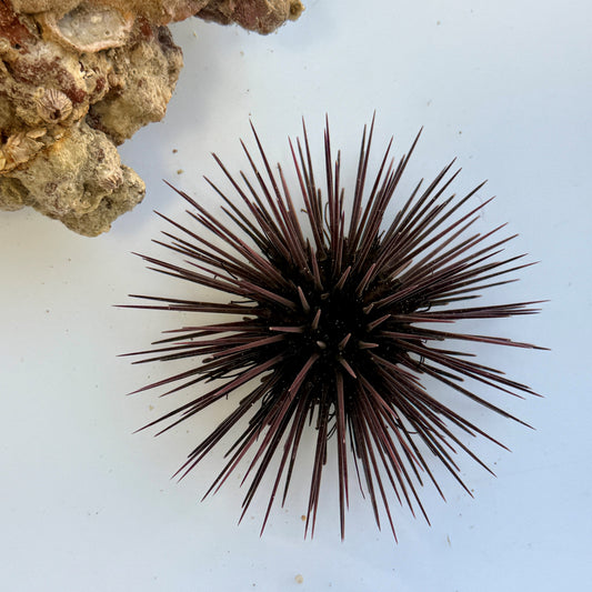 Purple Spine Urchin - Echinometra lucunter