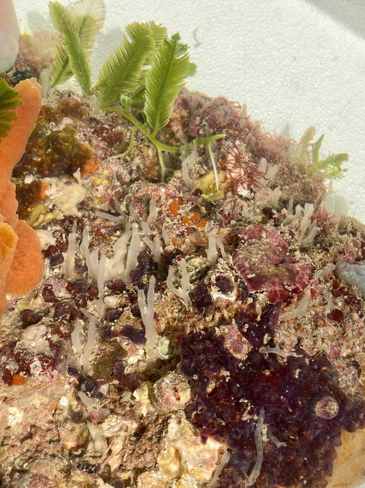 Florida Tube Sponges