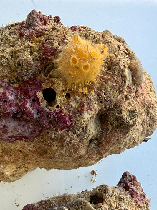 Yellow Ball Sponges - Cinachyrella alloclada