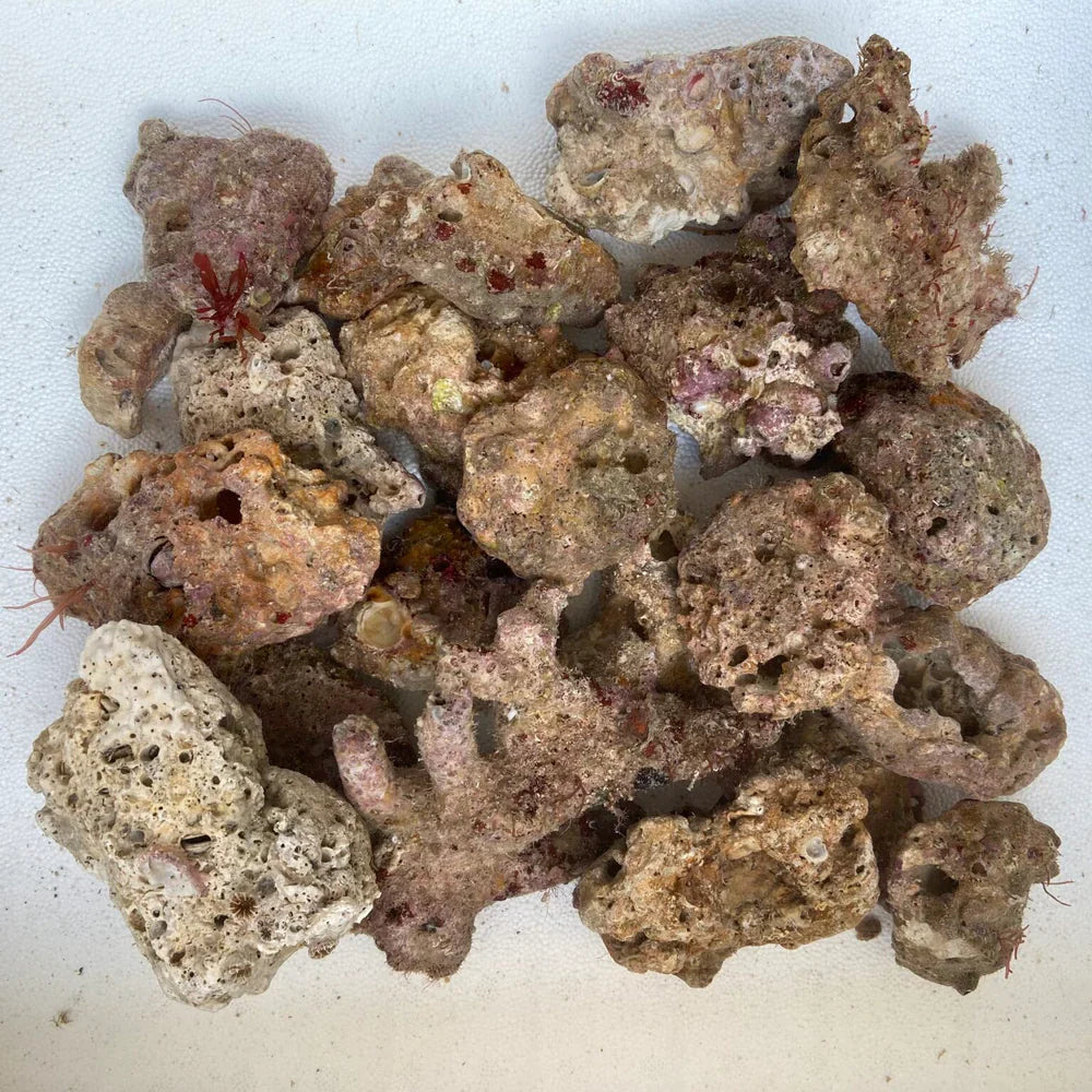 Premium Live Rock – Tampa Bay Saltwater