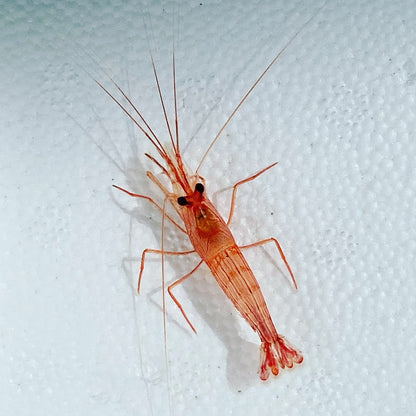 Florida Peppermint Shrimp